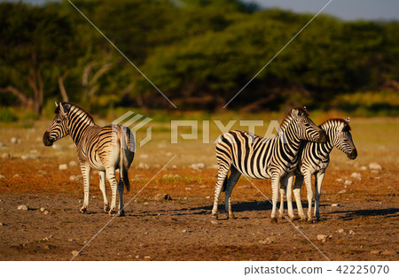 查普曼斑馬 42225070