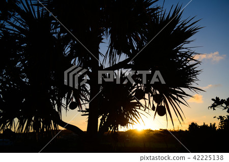 Tropical Sunrise Silhouette Tropical Sunrise Silhouette 42225138