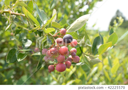 藍莓兔眼型喜悅 42225570