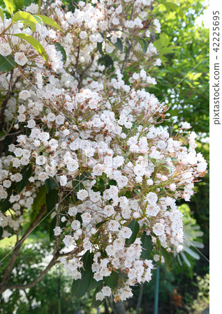 卡爾米爾的花朵 42225695