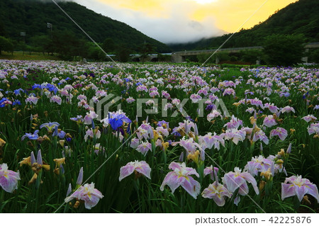 Astonishment of the morning glow 42225876