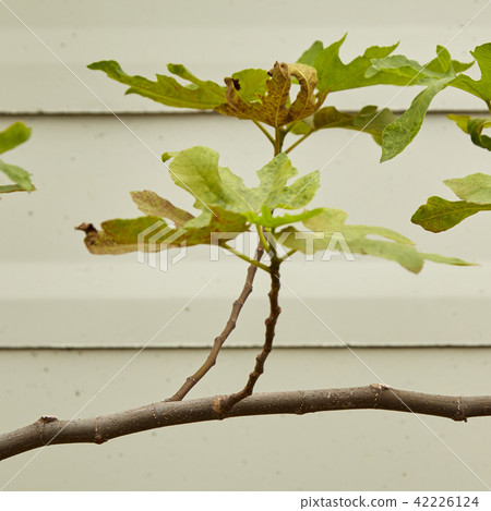 Brogiotto nero fig tree in the garden 42226124