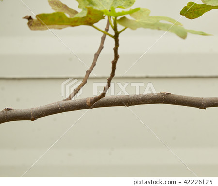 Brogiotto nero fig tree in the garden Brogiotto nero fig tree in the garden 42226125
