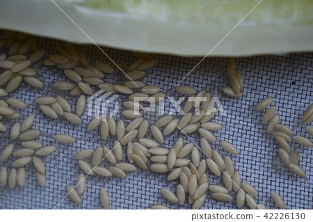 Cucumber seeds Cucumber seeds 42226130