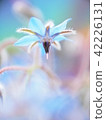 淡藍色的花琉璃苣 42226131