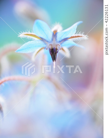 Light blue flower Borage Light blue flower Borage 42226131