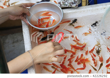 A goldfish scooping stall 42226292