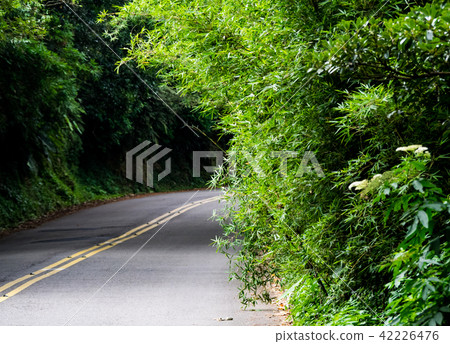 Road through bamboo forest in the spring season 42226476