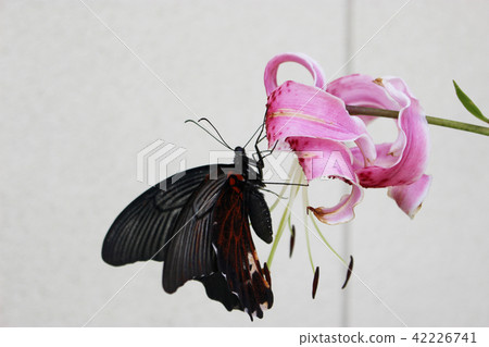 Nagasaki keiha that sucks nectar and flower nectar 42226741