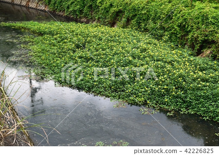 Oohana mizukimbai 42226825