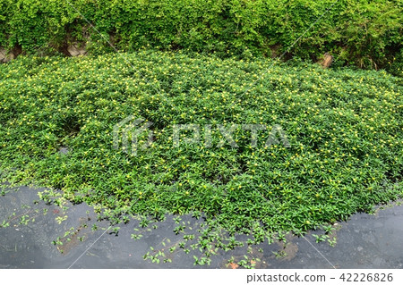 Oohana mizukimbai 42226826