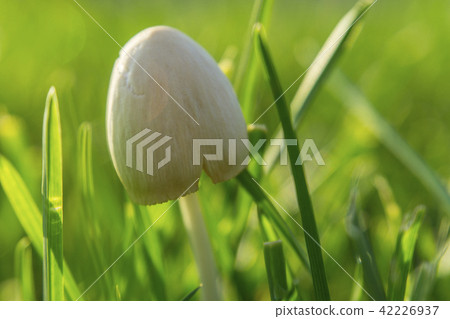 Macro shot. Forest mushrooms in the green grass. Gathering mushrooms Macro shot. Forest mushrooms in the green grass. Gathering mushrooms 42226937
