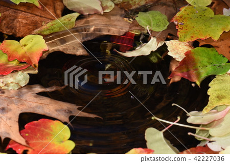 Autumn leaves swim on the water Autumn leaves swim on the water 42227036