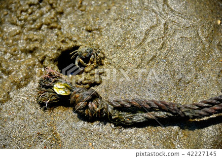 Beach Beach 42227145