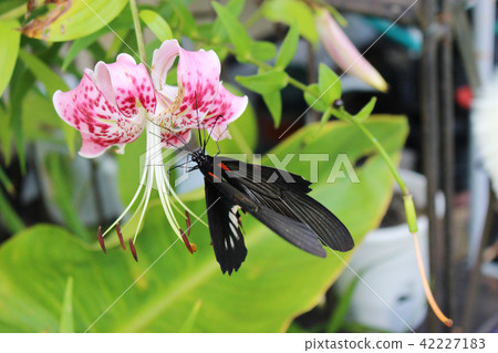 吮吸花蜜和花蜜的長崎keiha 吮吸花蜜和花蜜的長崎keiha 42227183