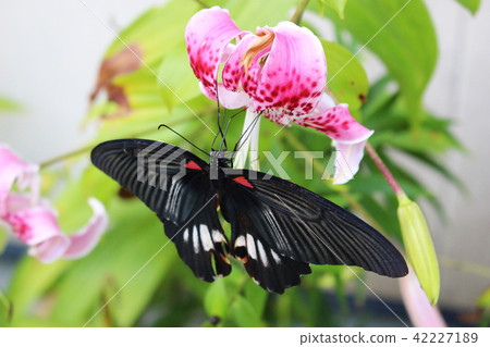 Nagasaki keiha that sucks nectar and flower nectar Nagasaki keiha that sucks nectar and flower nectar 42227189