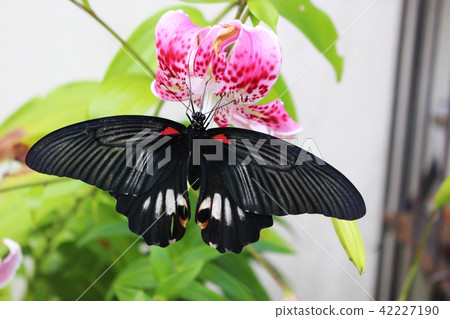 吮吸花蜜和花蜜的長崎keiha 42227190