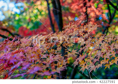 Autumn leaves of Mikihara-shi sanctuary 42227591