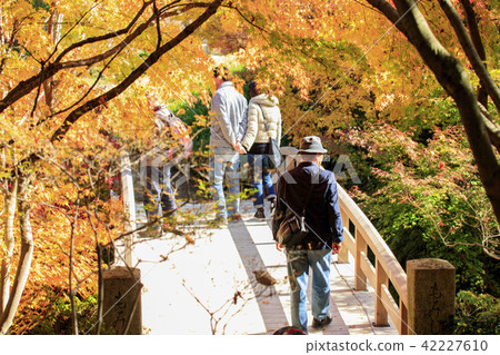 The autumnal leaves Momjji Bridge at Mikihara-shi sanctuary 42227610