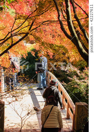 The autumnal leaves Momjji Bridge at Mikihara-shi sanctuary 42227611