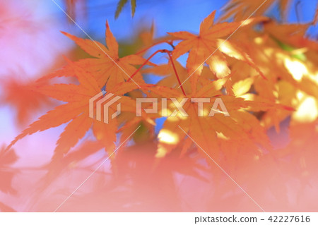 Autumn leaves of Mikihara-shi sanctuary 42227616