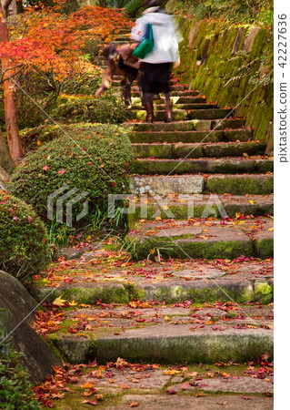 Autumn leaves of Mikihara-shi sanctuary Autumn leaves of Mikihara-shi sanctuary 42227636