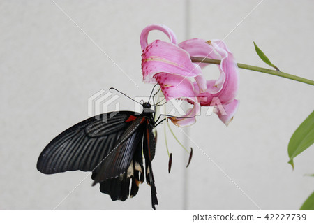 吮吸花蜜和花蜜的長崎keiha 42227739