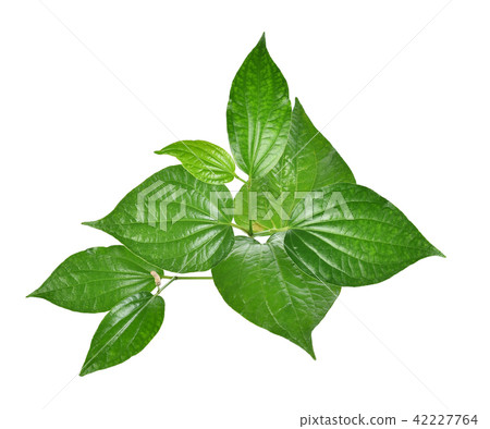 Wildbetal Leafbush  on white background 42227764