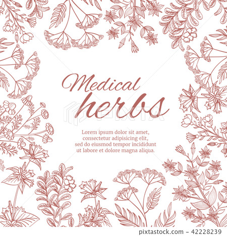 Vintage decorative background with medicinal organic healing plants 42228239