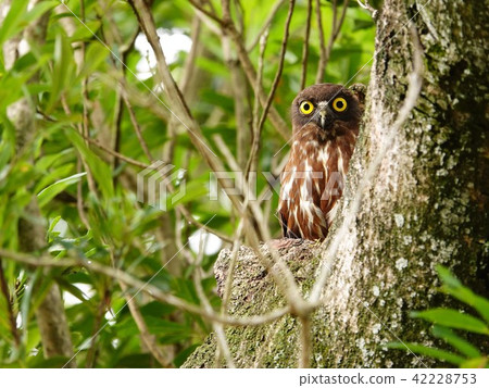 A child of a wild bird "Aobazuku" gazing at a "panick" face from a nest hole and looking at it A child of a wild bird "Aobazuku" gazing at a "panick" face from a nest hole and looking at it 42228753