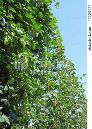 Hop of beer ingredients Hop of beer ingredients 42229051