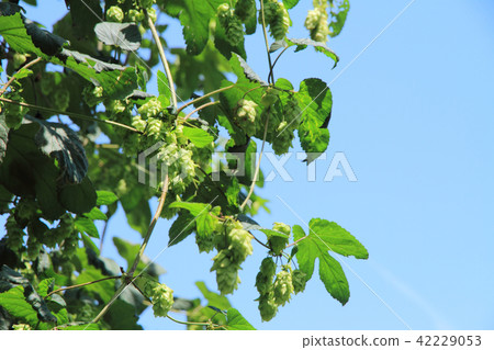 Hop of beer ingredients 42229053