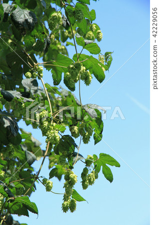 啤酒成分的啤酒花 42229056