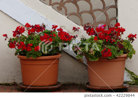 摩納哥公國的住宅景觀 42229844