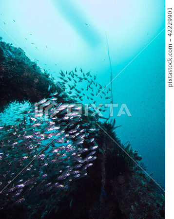 Nembutsui Owase, a cloud of reefs 42229901