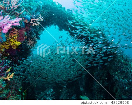 Nembutsui Owase，一片珊瑚礁 42229908