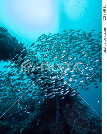 Nembutsui Owase，一片珊瑚礁 42229916