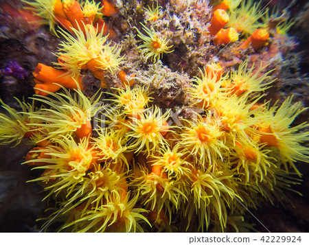 傳播觸手 42229924