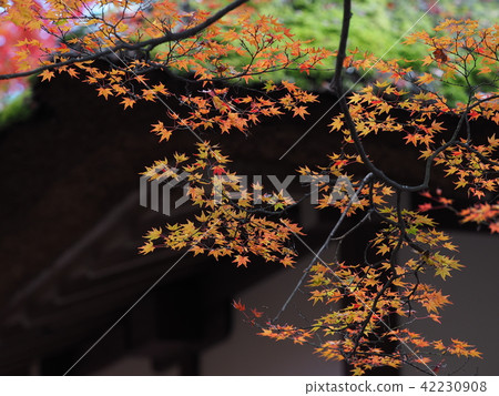 Autumn leaves of Kyoto Jonkoji temple 42230908