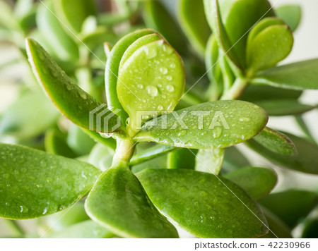 The leaves of crassula crassula with water drops,  42230966