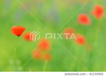 Beautiful close up in poppy field and sun. 42230992