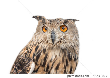 Royal owl on white isolated background. Royal owl on white isolated background. 42231027