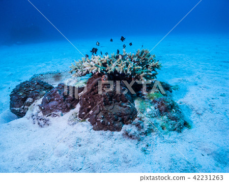 游泳在珊瑚礁Pterois volitans沖繩島和Ie島的海中游泳 42231263