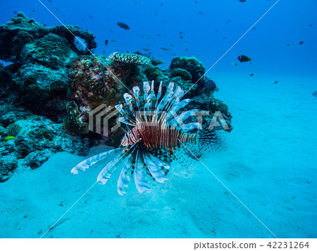 游泳在珊瑚礁Pterois volitans沖繩島和Ie島的海中游泳 42231264