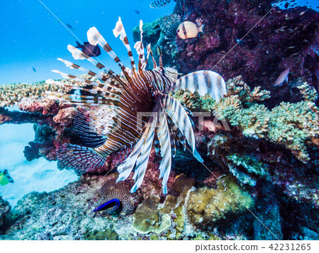 Swim swimming in the sea of coral reefs Pterois volitans Okinawa and Ie Island 42231265