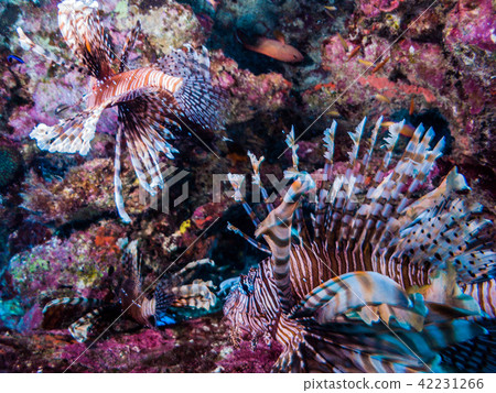 Swim swimming in the sea of coral reefs Pterois volitans Okinawa and Ie Island 42231266