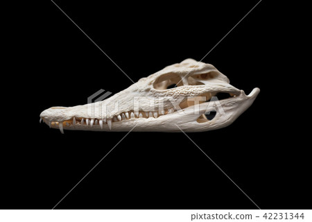 Nilo Crocodile skull on black isolated background 42231344
