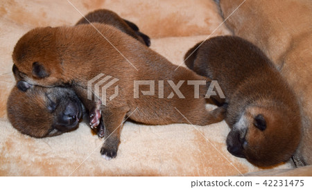 Babies of Shiba Inu at the first week after birth Babies of Shiba Inu at the first week after birth 42231475