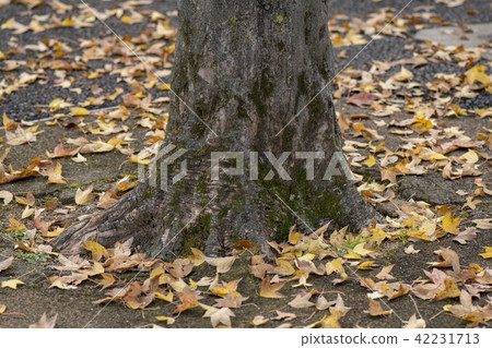 秋葉圖像 42231713