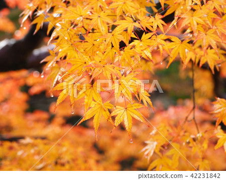 Autumn leaves image 42231842